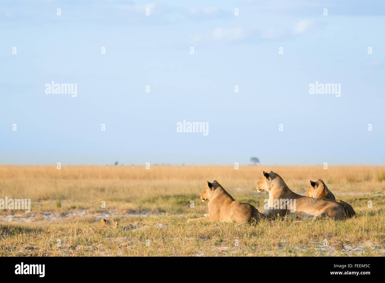 Verlegung auf offenen Buschland Löwen Stockfoto