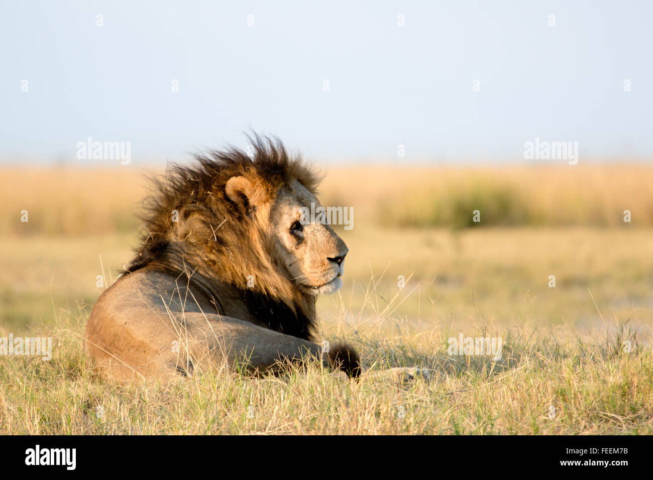 Männlichen afrikanischen Löwen Stockfoto