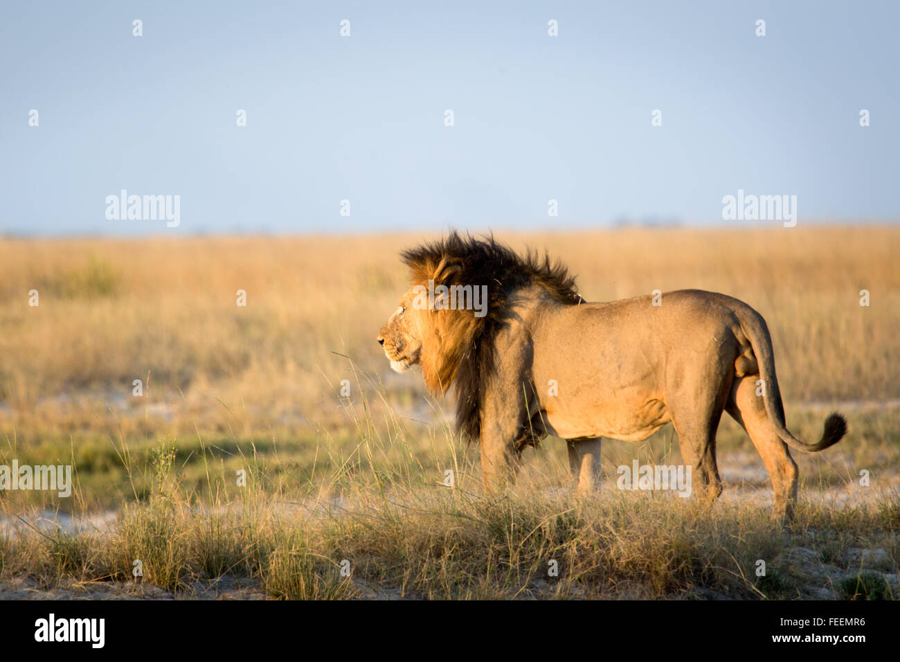 Männlichen afrikanischen Löwen Stockfoto