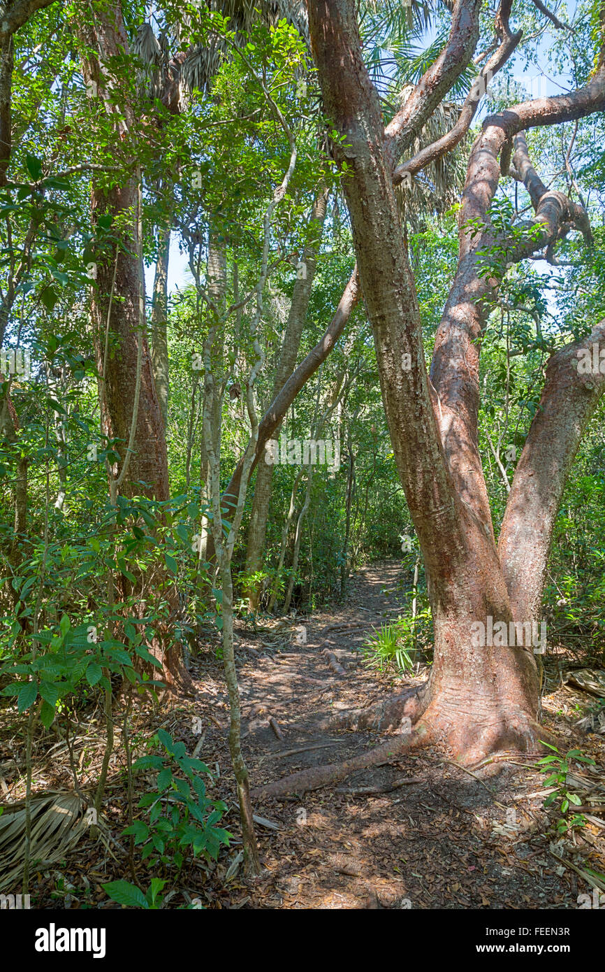 Ft. Lauderdale, Florida.  Gumbo Limbo (Bursera Simaruba) Baum rechts, tropischen Hartholz Hängematte Trail, Hugh Taylor Birch Park. Stockfoto