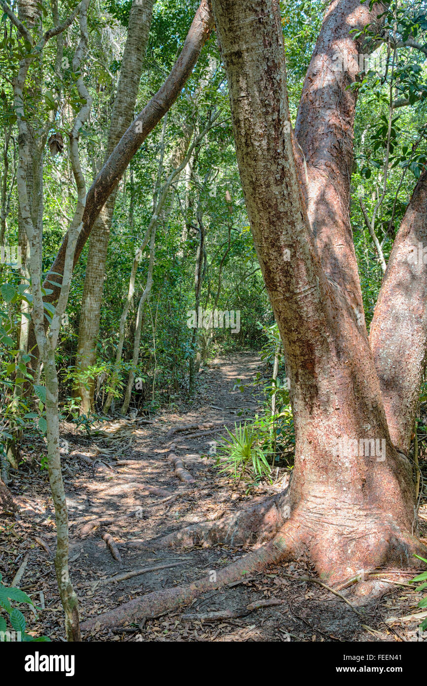 Ft. Lauderdale, Florida.  Gumbo Limbo (Bursera Simaruba) Baum rechts, tropischen Hartholz Hängematte Trail, Hugh Taylor Birch Park. Stockfoto