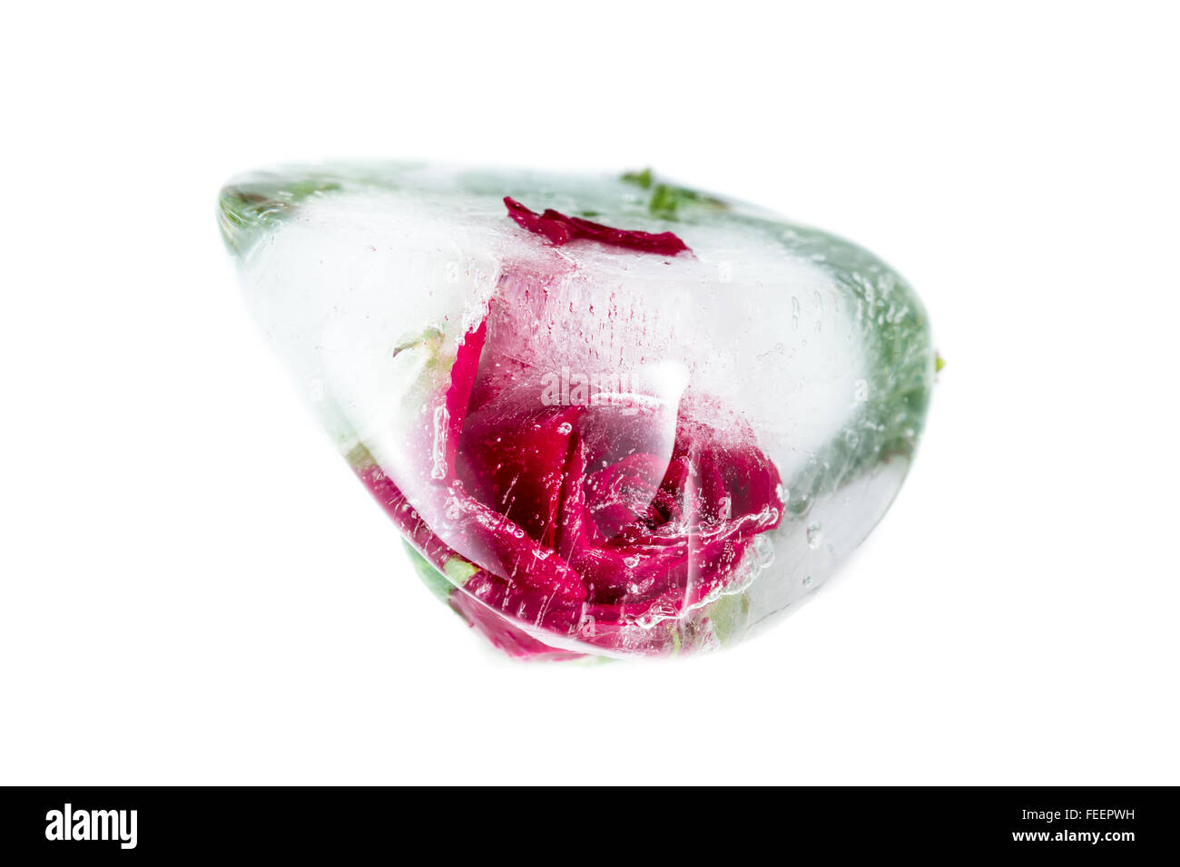 Nahaufnahme von einer kleinen roten Rose in einen Eiswürfel hinzufügen, schöne Linien und künstlerische Element der Verzerrung mit Luftblasen eingefroren Stockfoto