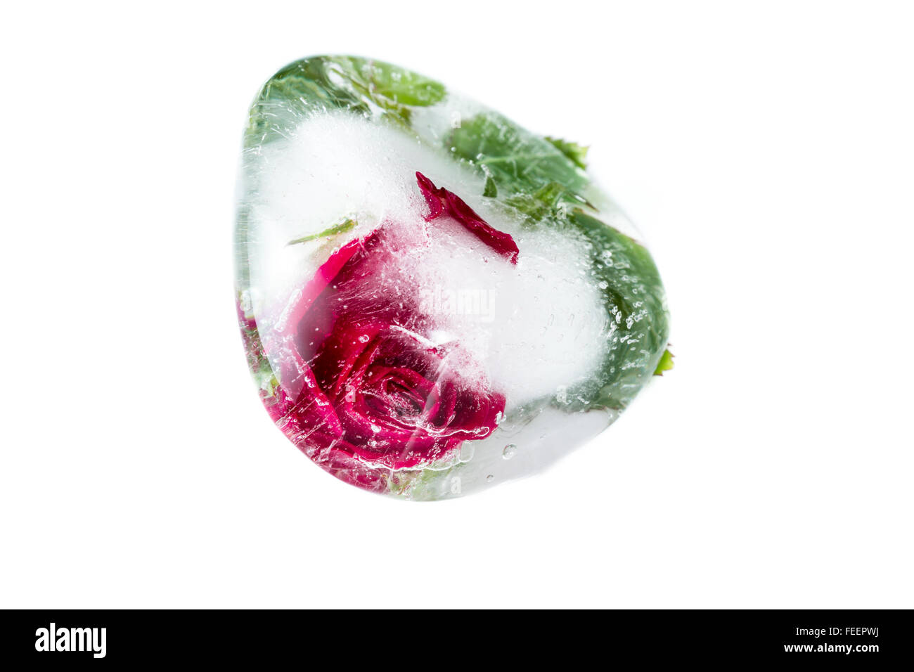 Nahaufnahme von einer kleinen roten Rose in einen Eiswürfel hinzufügen, schöne Linien und künstlerische Element der Verzerrung mit Luftblasen eingefroren Stockfoto