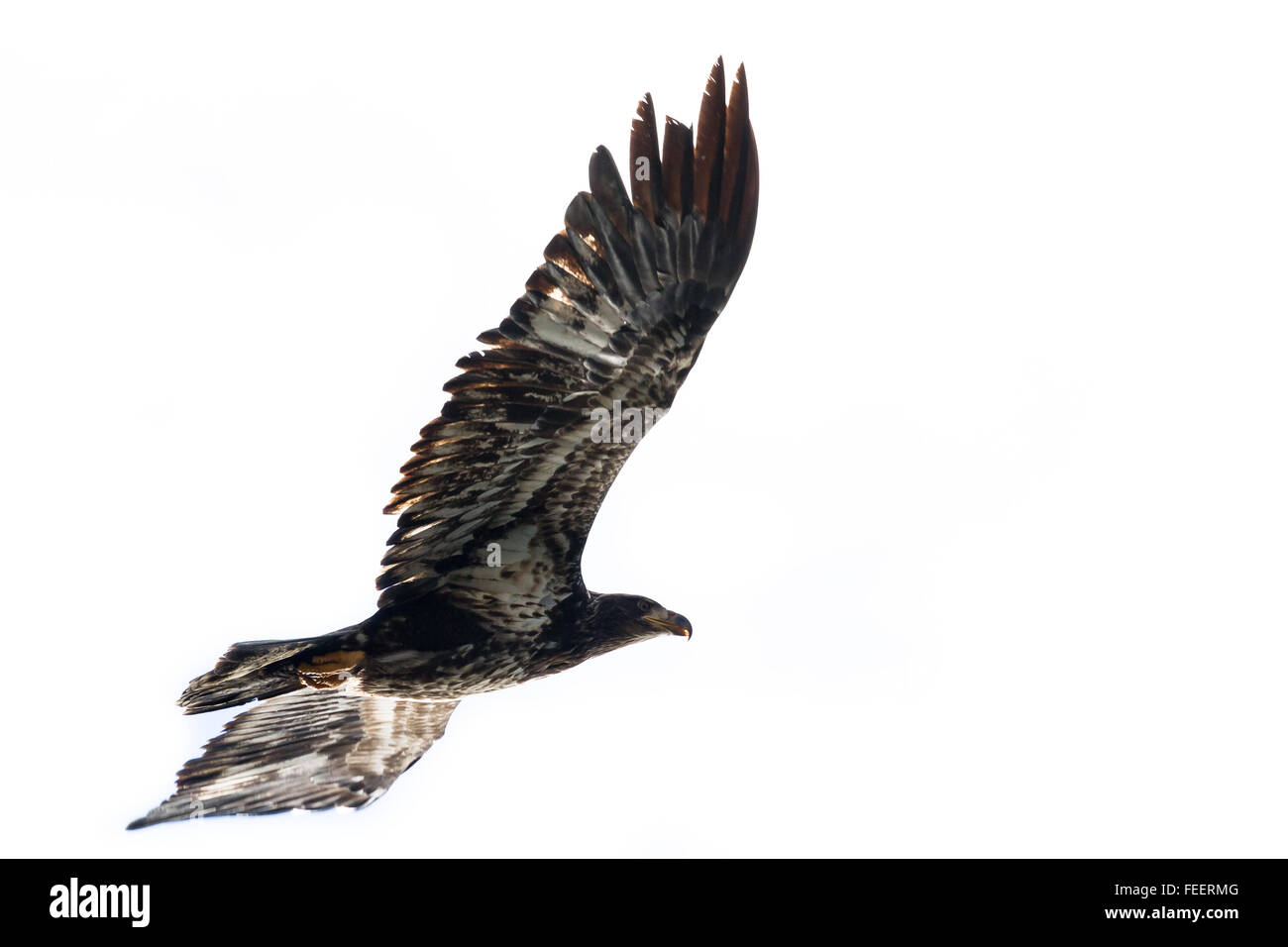 leistungsstarke American Bald Eagle fliegen über Lake Coeur D' Alene im Norden von Idaho Stockfoto