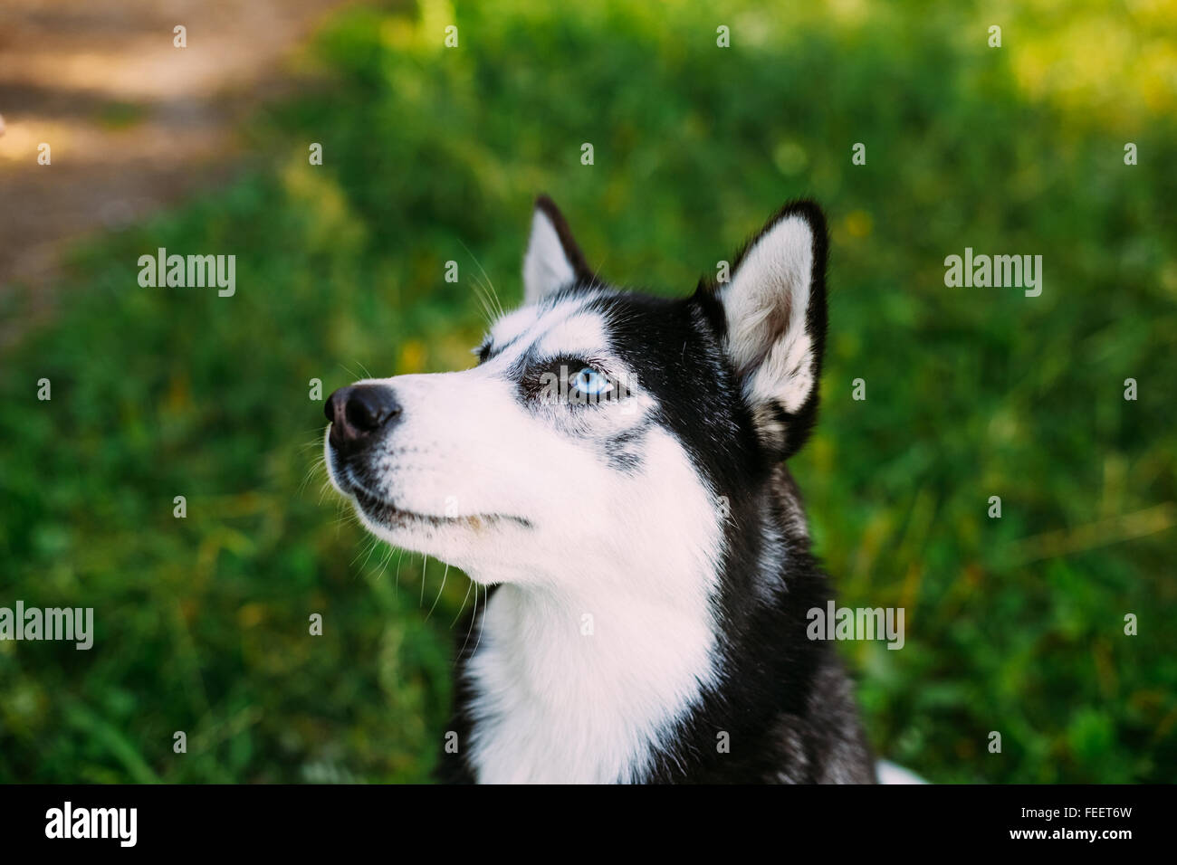 Kopf Gesicht glücklich Husky Junghund mit blauen Augen und intelligentem Ausdruck. In einem grünen Sommer Rasen ruhen. Seitenansicht, close-up. Stockfoto