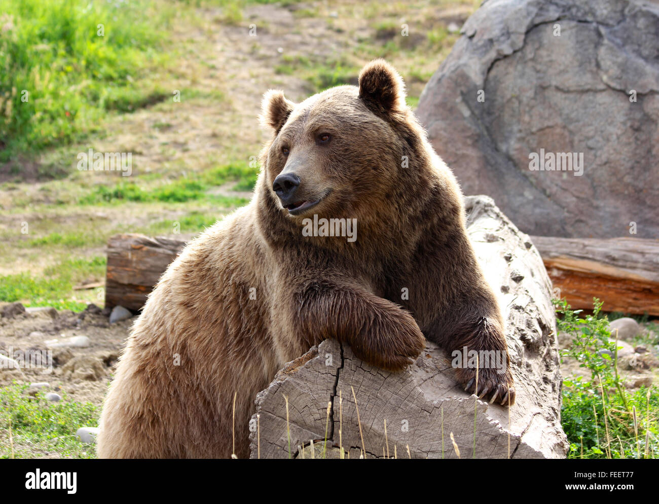 Grizzly Bear auf Baumstamm Stockfoto