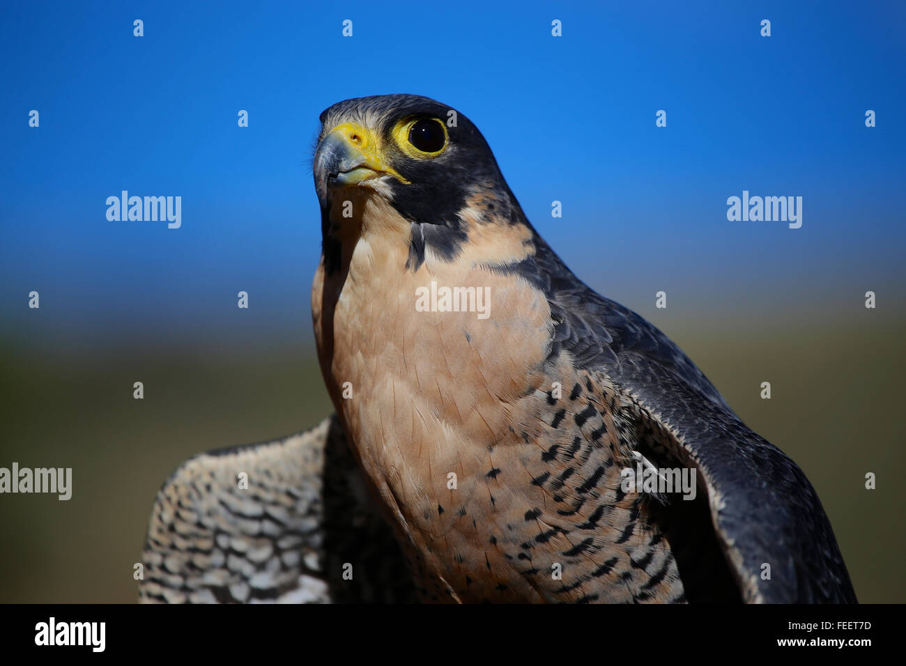 Peregrene Falcon Stockfoto