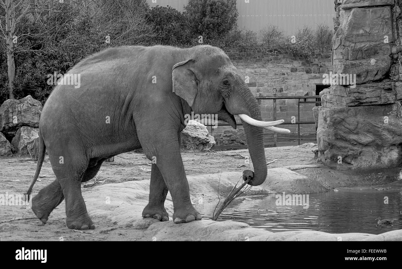 Eine männliche asiatische Elefant Überschrift für einen drink Stockfoto