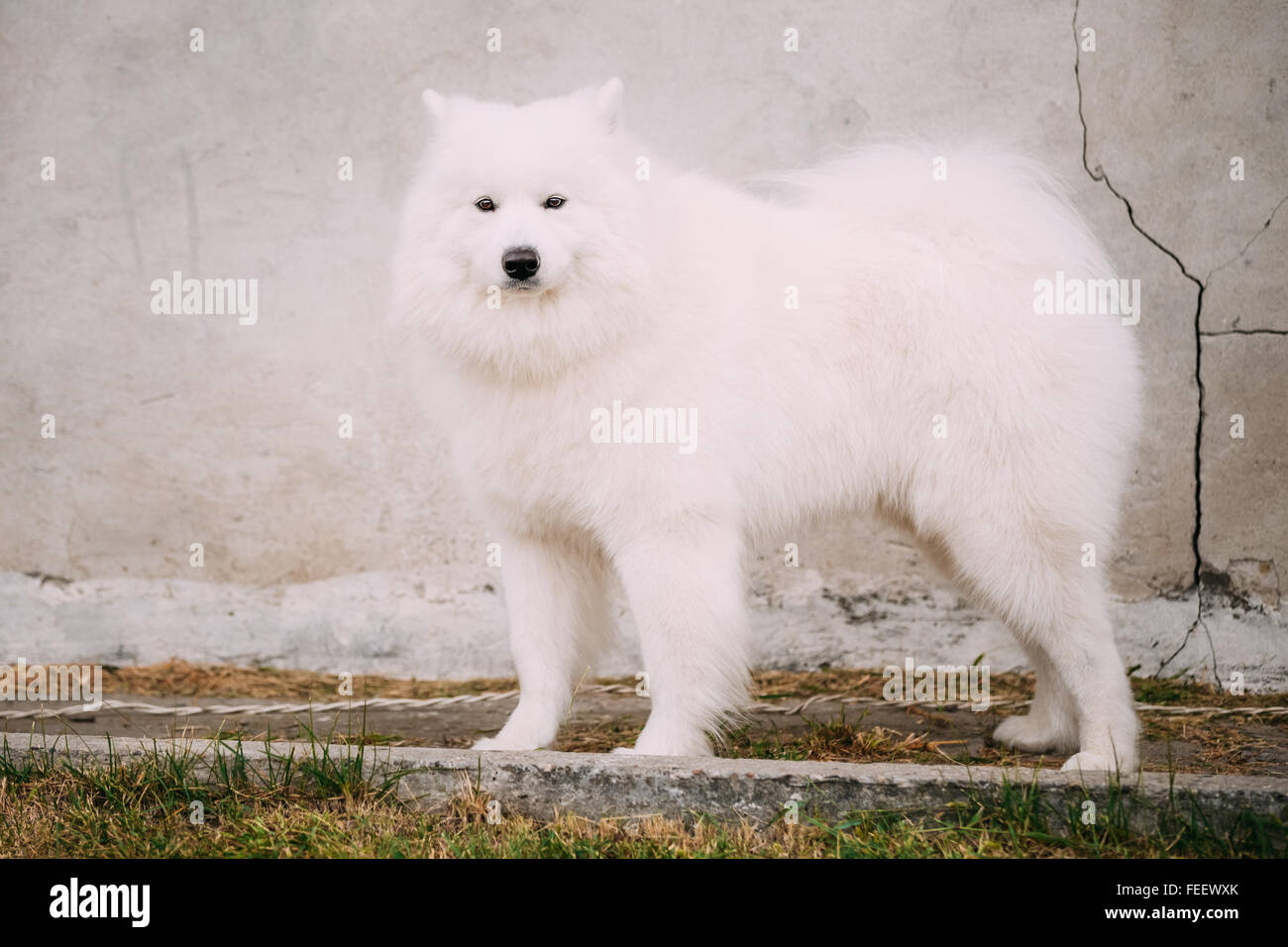 Weiße Samojede Bjelkier Hund stehen im Freien auf alten Steinmauer Hintergrund. Sibirische Rasse. Stockfoto
