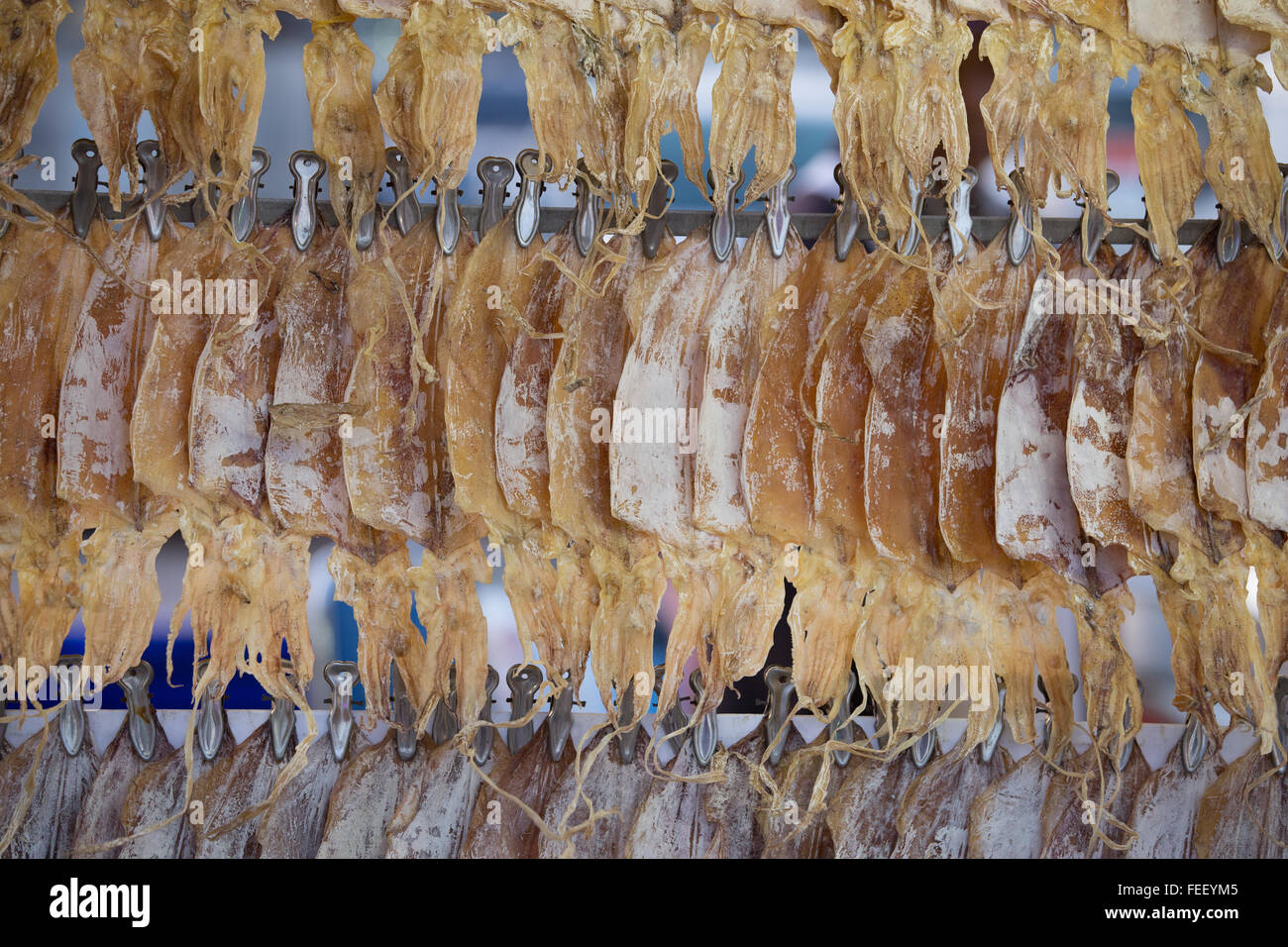 Tintenfisch trocknen in zum Verkauf am Markt Stockfoto