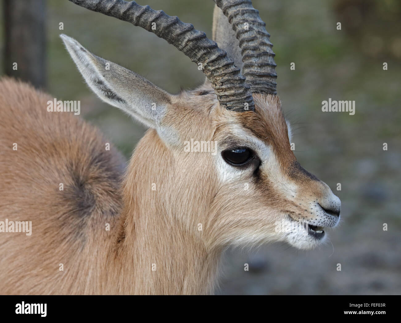 Dorcas Gazelle (Gazella Dorcas) Stockfoto