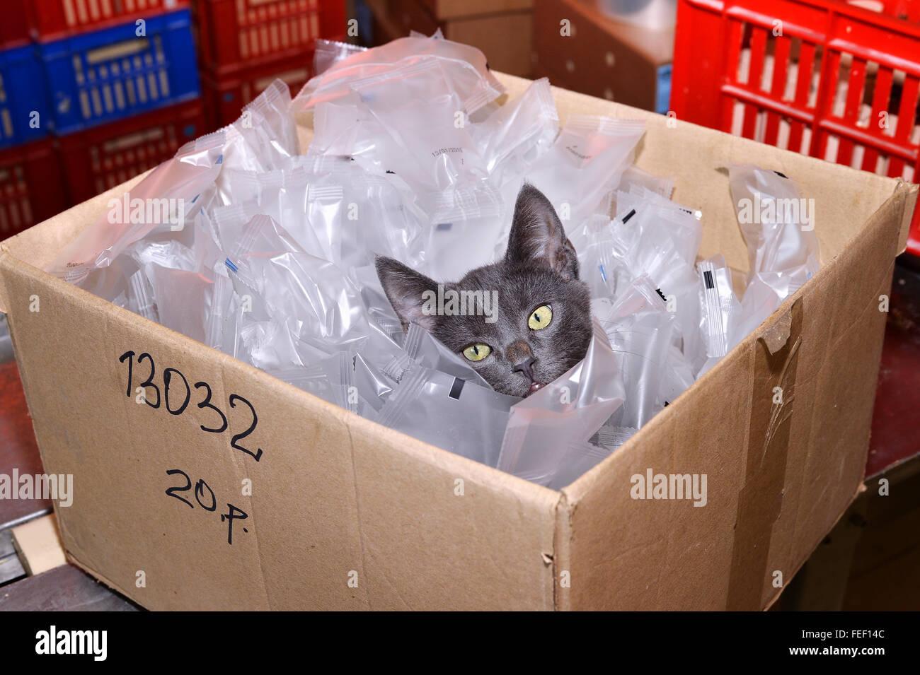 Heimatlose Katze sitzt in einem Karton, inklusive Kunststoff-Verpackungen auf Lager. Stockfoto