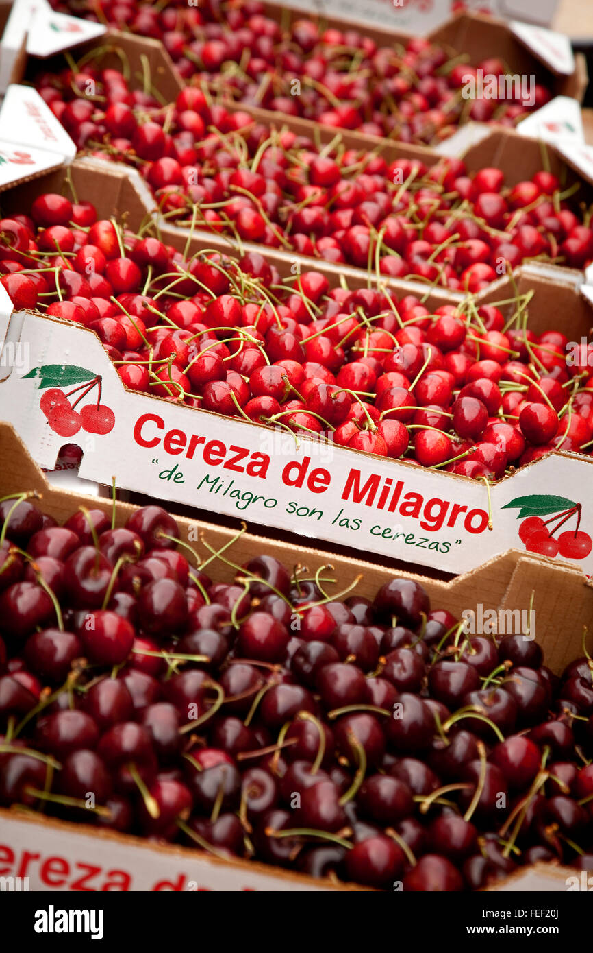 Kirsche Tag, Día De La Cereza, Milagro. Navarra, Spanien Stockfoto