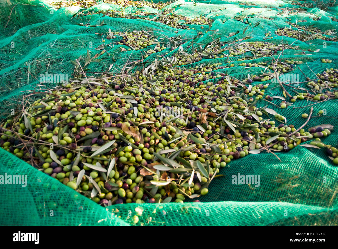 Olivenernte: Oliven in den Fang Net Stockfoto