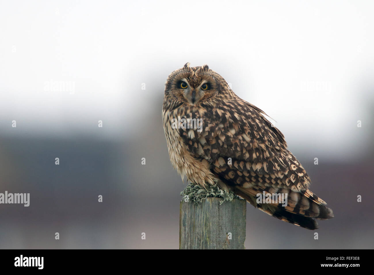 Sumpfohreule, (Asio Flammeus), thront, Mainland, Shetland, Scotland, UK. Stockfoto