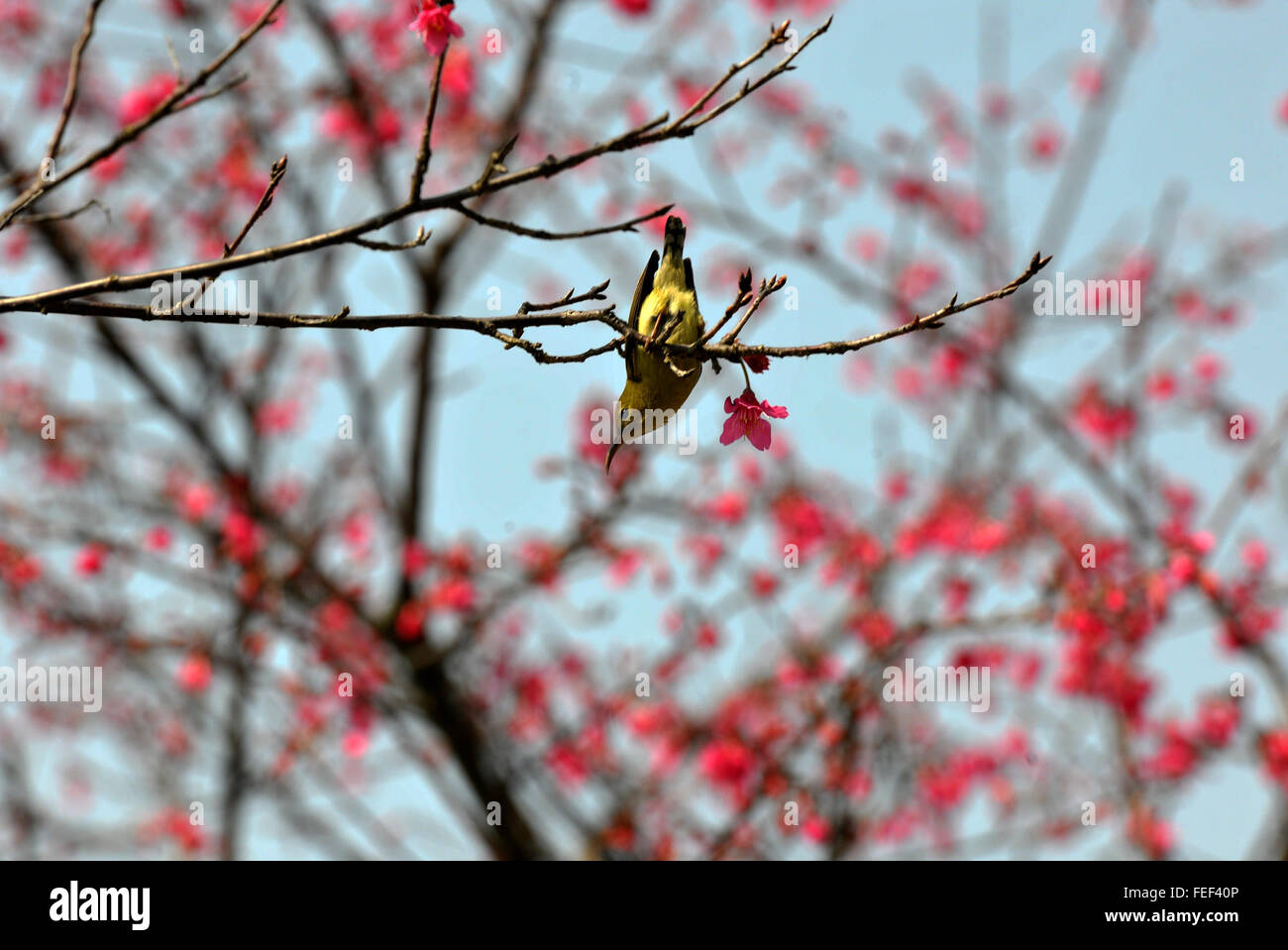 Qingyuan, chinesischen Provinz Guangdong. 6. Februar 2016. Ein Vogel sucht nach Essen auf einem Zweig in Qingyuan City, Süd-China Guangdong Province, 6. Februar 2016. Der Frühling kommt in den südlichen Teil von China. © Li Zuomiao/Xinhua/Alamy Live-Nachrichten Stockfoto