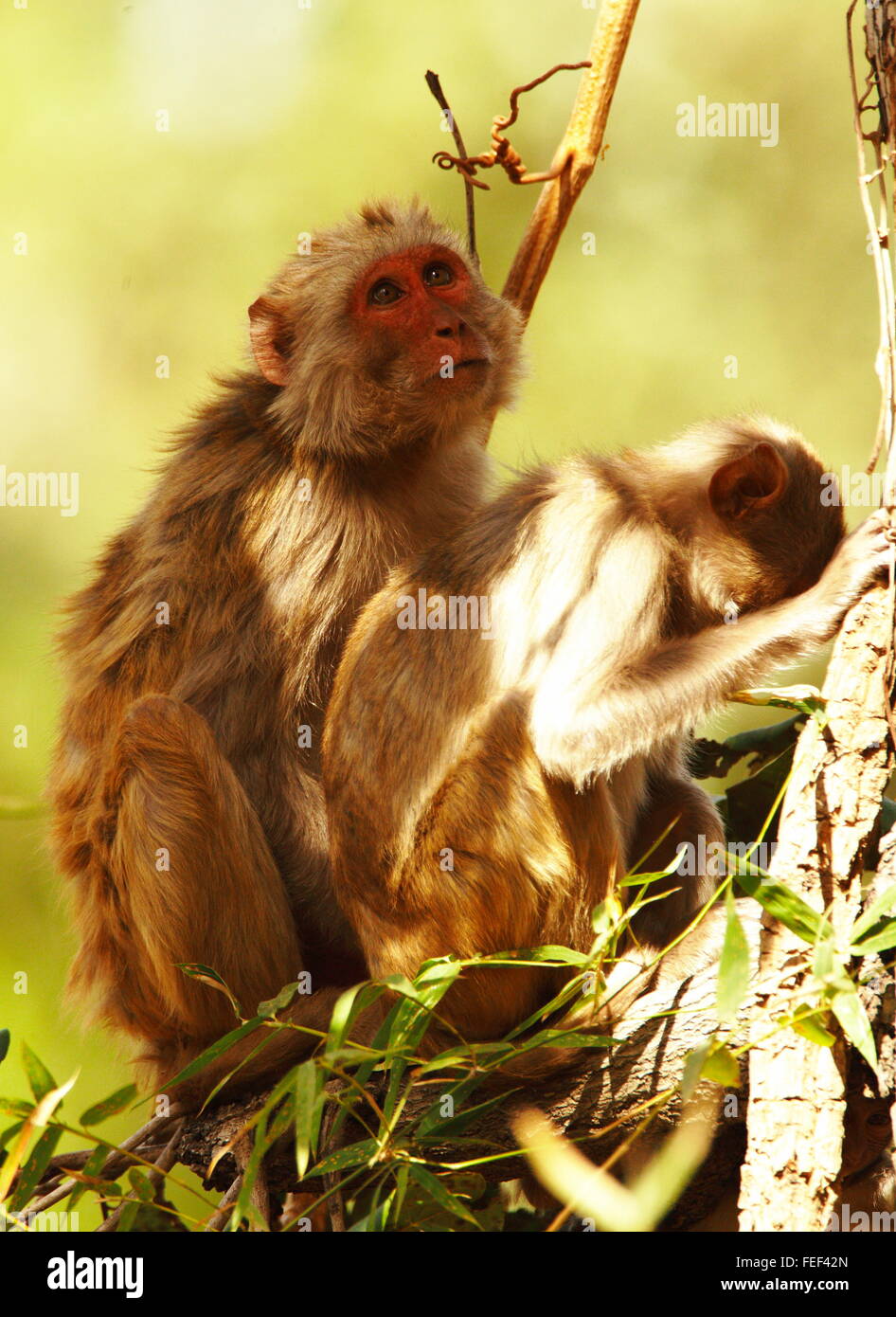 Die Rhesus-Makaken (Macaca Mulatta) Paare in einem Baum Indien Stockfoto