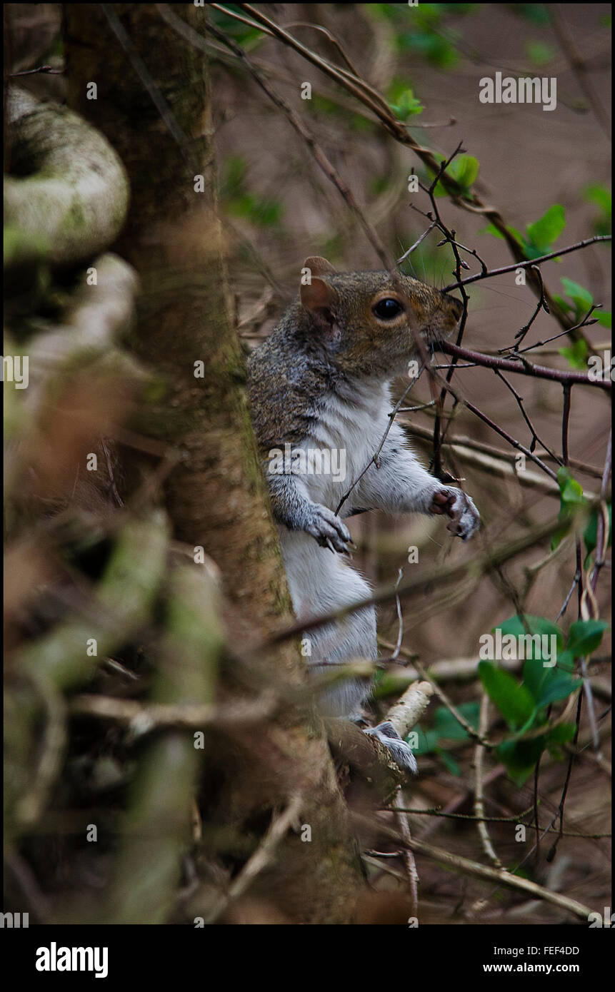 Das sind wilde Eichhörnchen völlig in einer natürlichen Umgebung fotografiert Stockfoto