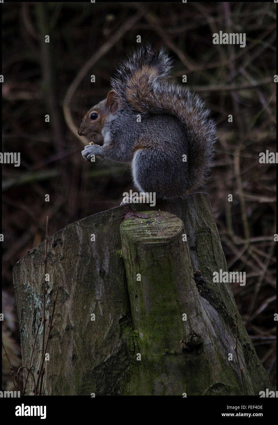 Das sind wilde Eichhörnchen völlig in einer natürlichen Umgebung fotografiert Stockfoto