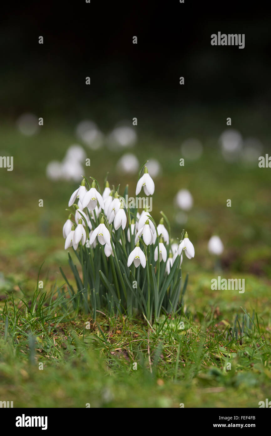 Galanthus. Schneeglöckchen in den Rasen. Cotswolds. UK Stockfoto