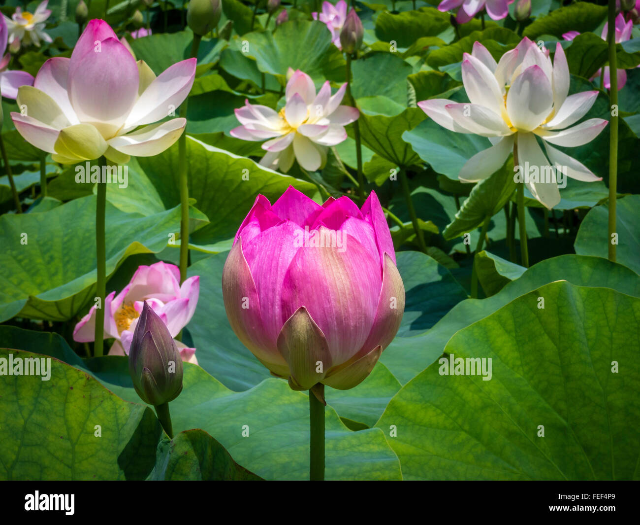 Lotus lilie Fotos und Bildmaterial in hoher Auflösung Alamy
