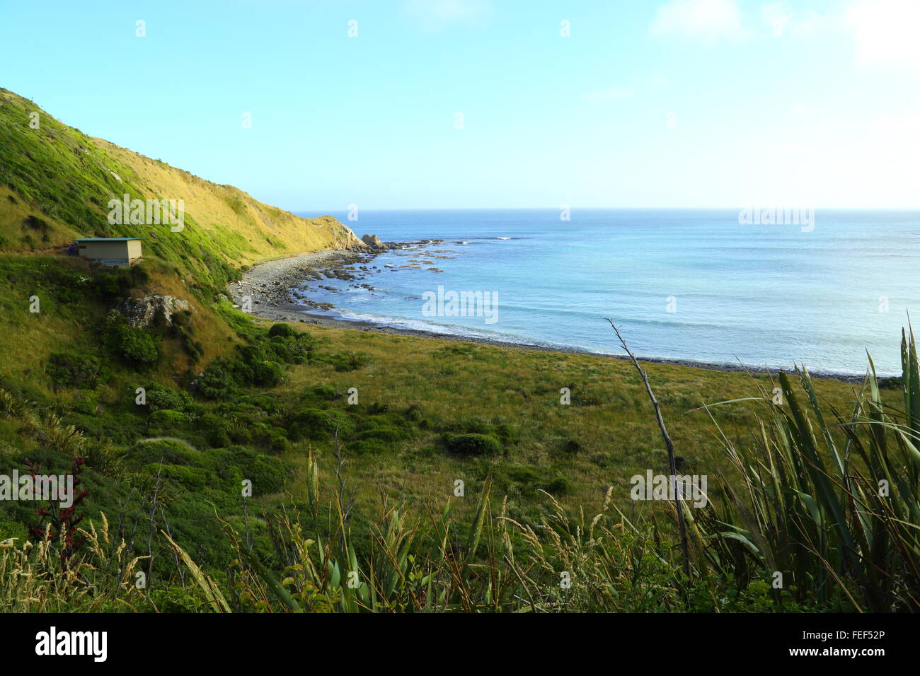 Die Yellow-eyed Penguin Vogel verstecken oder Beobachtung Gebäude über Roaring Bay am Nugget Point nahe Clutha in Otago, Neuseeland. Stockfoto