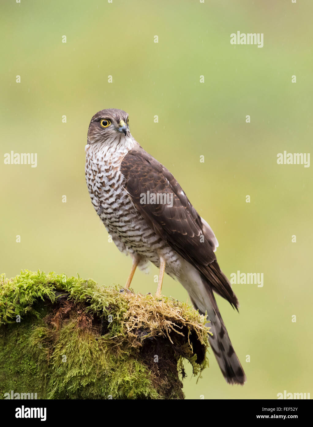 Wilde Frau Sperber (Accipiter Nisus) thront auf Baumstumpf Stockfoto