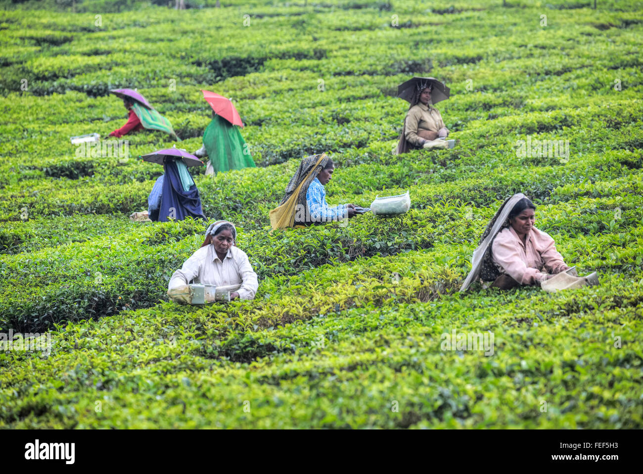 Teeplantage, Thekkady, Periyar, Kerala, Indien, Südasien Stockfoto