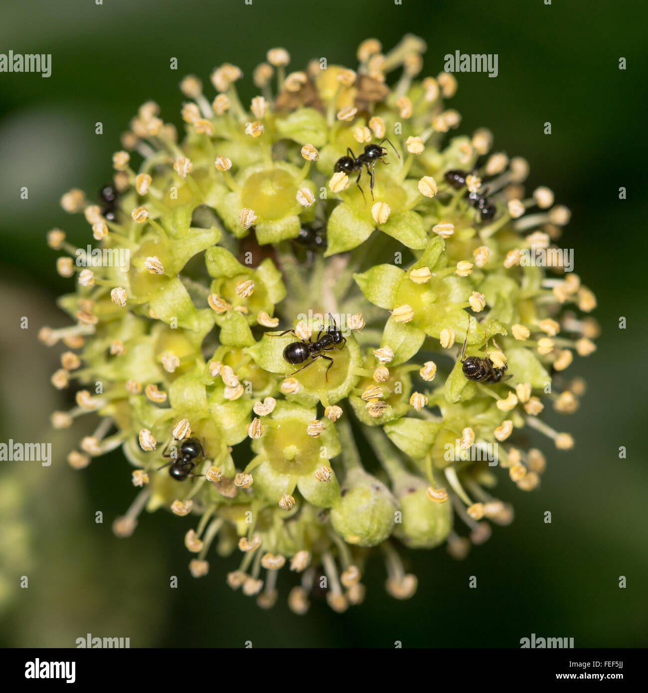 Jet schwarze Ameisen (Lasius Fuliginosus) auf Efeu Blüten. Jet schwarze Ameisen (Lasius Fuliginosus) ernähren sich von Ivy Blume Stockfoto