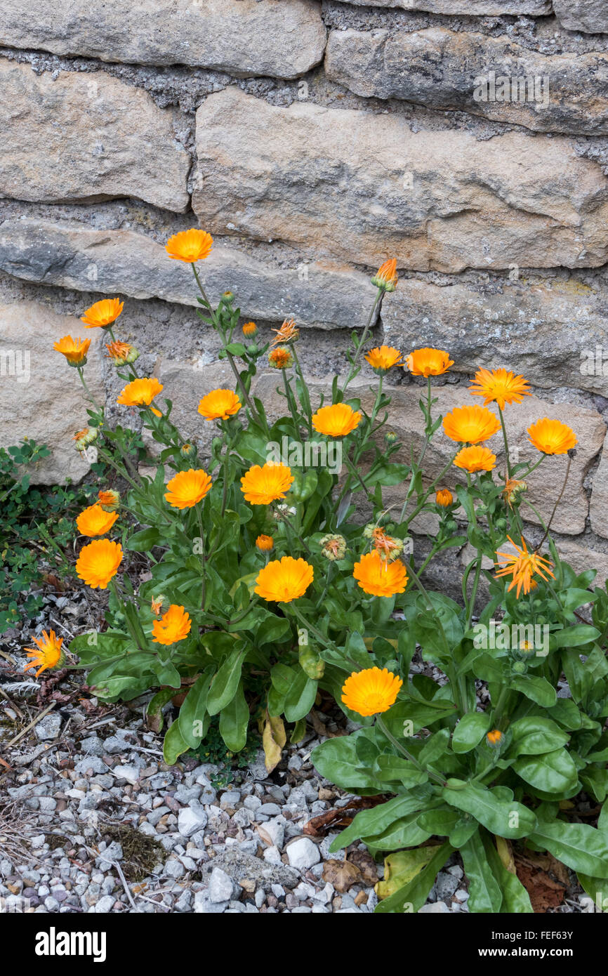 Englische Ringelblume (Calendula Officinalis) wächst wild in Frankreich Stockfoto