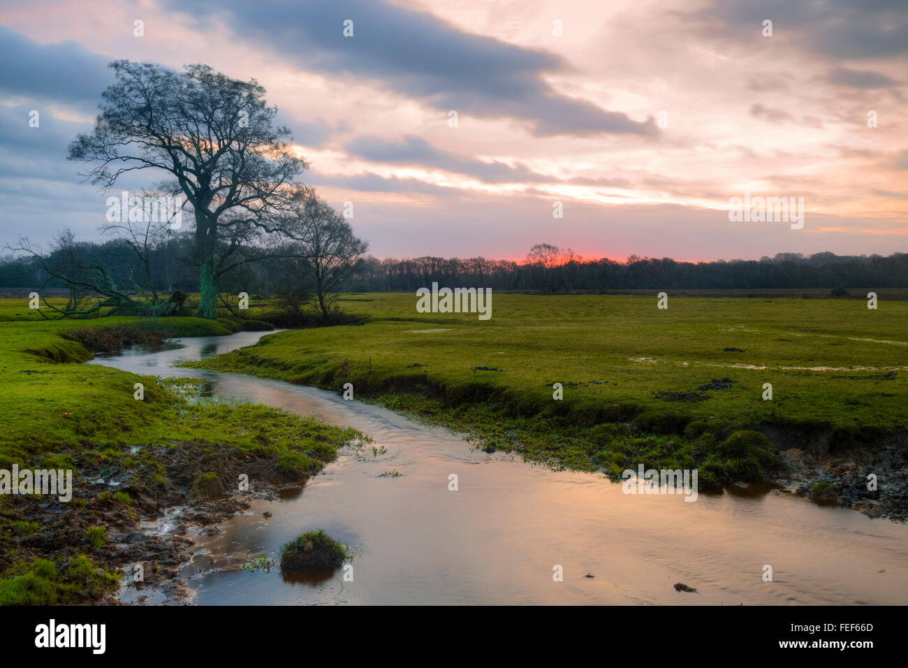 Longwater Rasen, New Forest, Lyndhurst, Hampshire, England, Vereinigtes Königreich Stockfoto