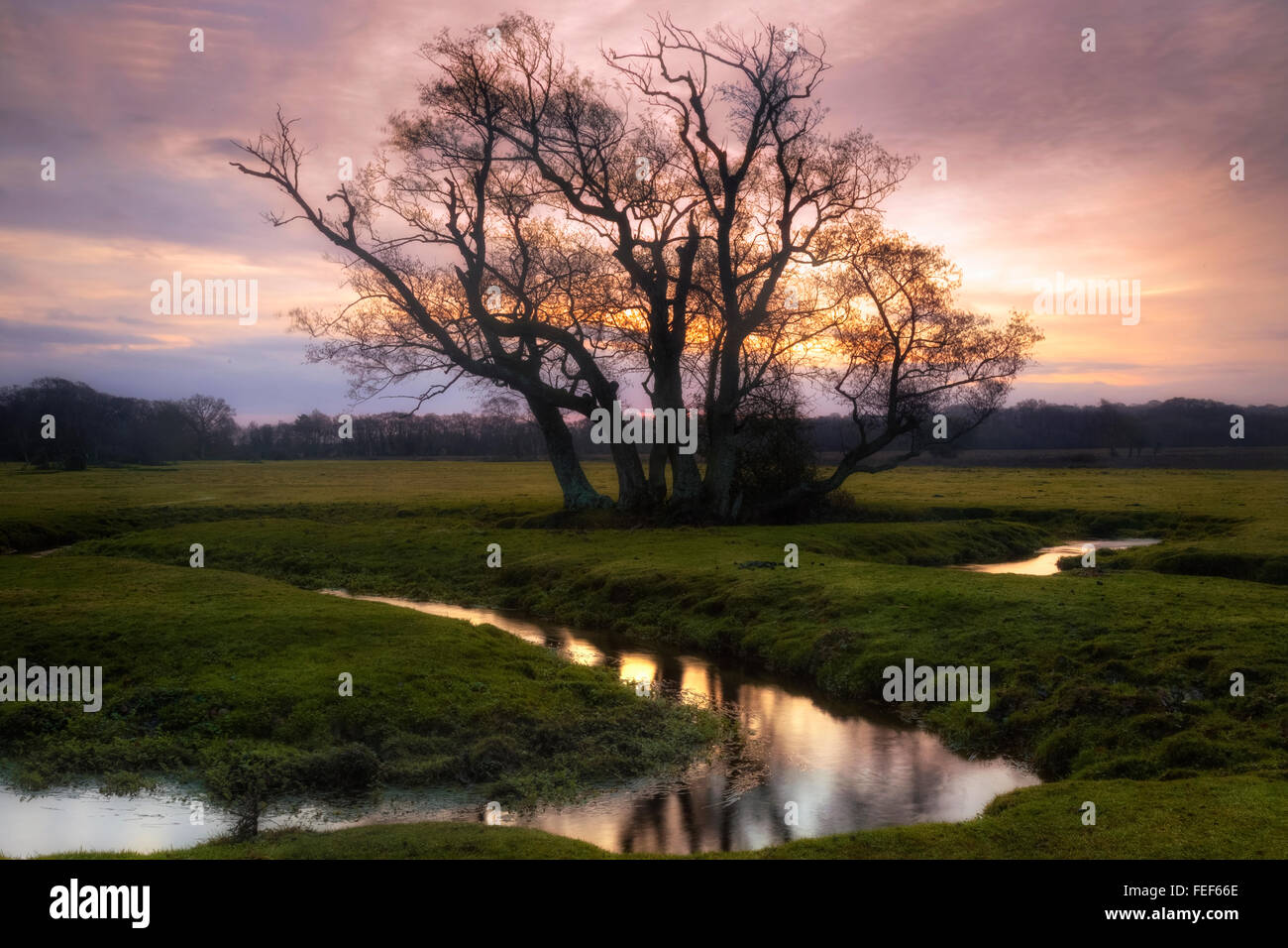 Longwater Rasen, New Forest, Lyndhurst, Hampshire, England, Vereinigtes Königreich Stockfoto