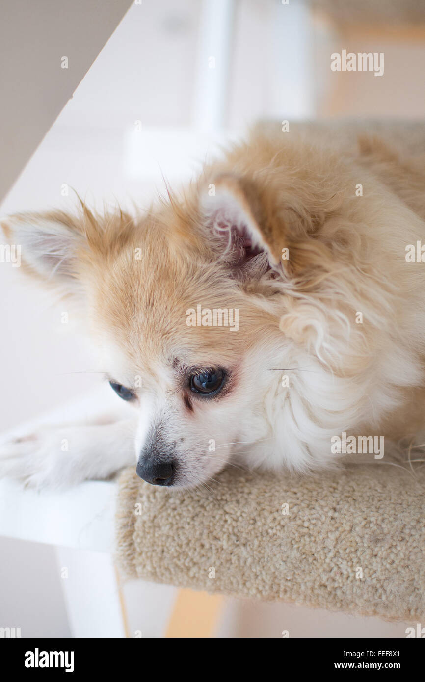 Beige langhaarige Chihuahua sitzt auf der Treppe Stockfoto