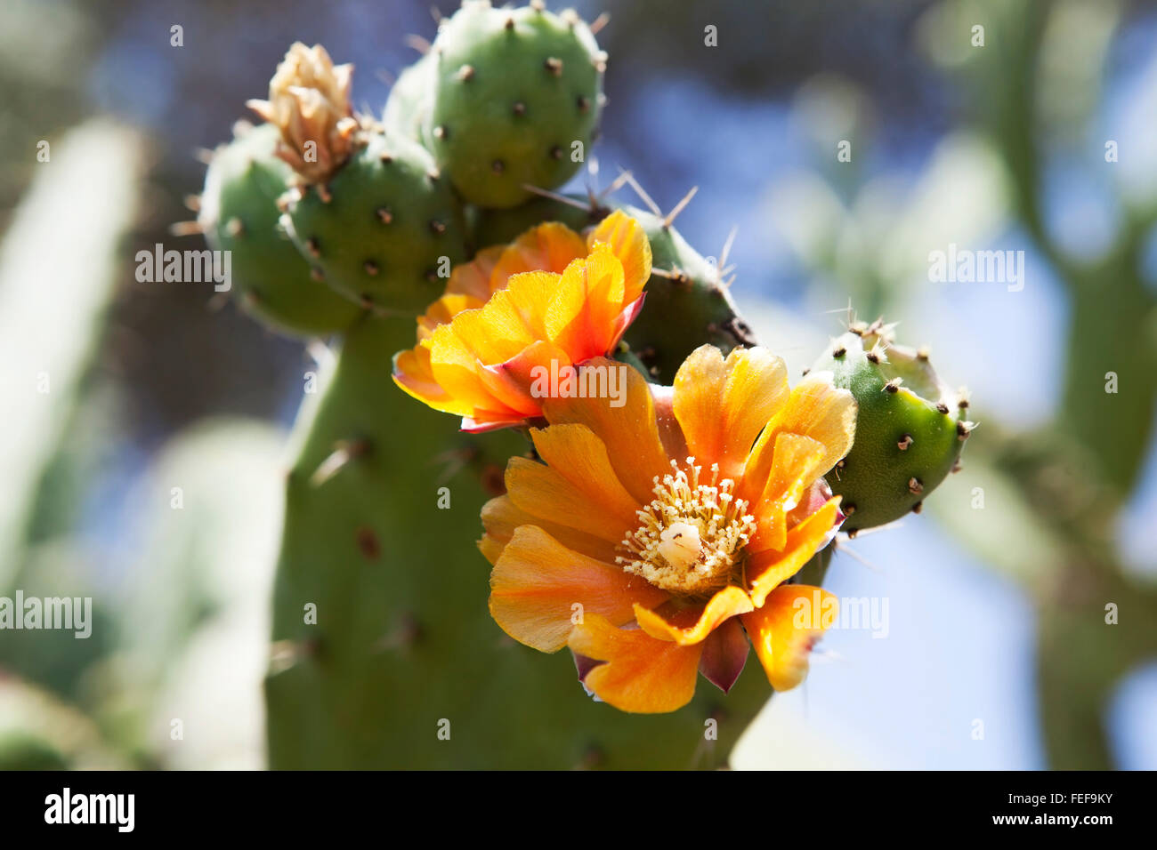 Kaktusfeigen Kaktus (Opuntia Ficus-Indica) mit goldenen Blumen. Stockfoto