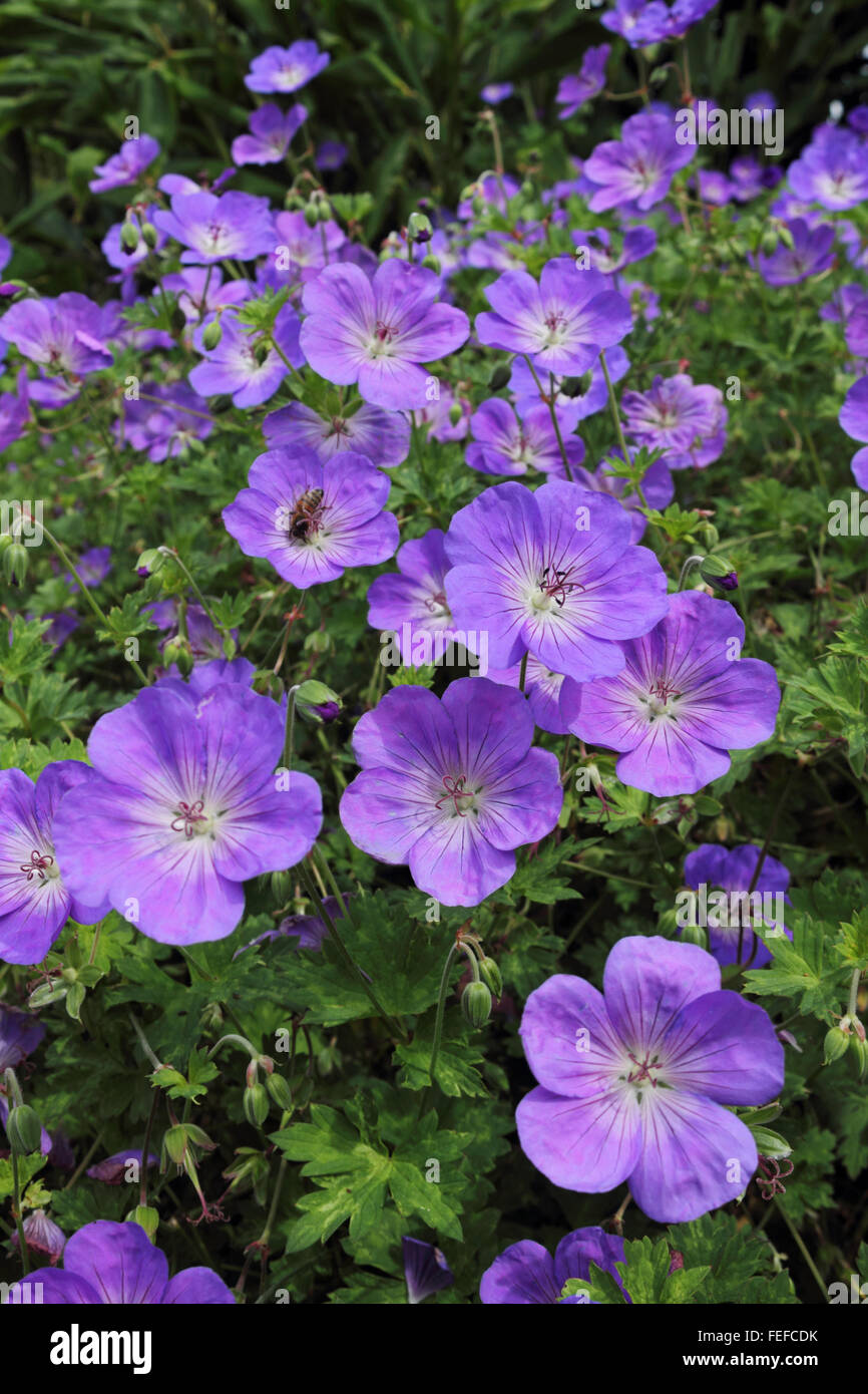 Mehrjährige lila Blüte Geranium Rozanne ist eine beliebte Garten