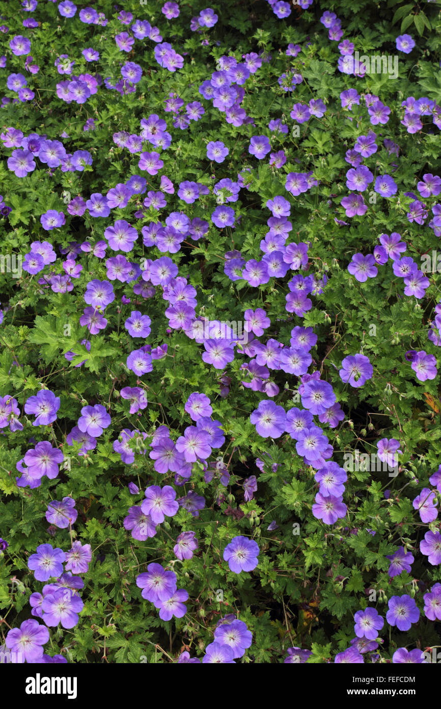 Lila blühender strauch -Fotos und -Bildmaterial in hoher Auflösung – Alamy