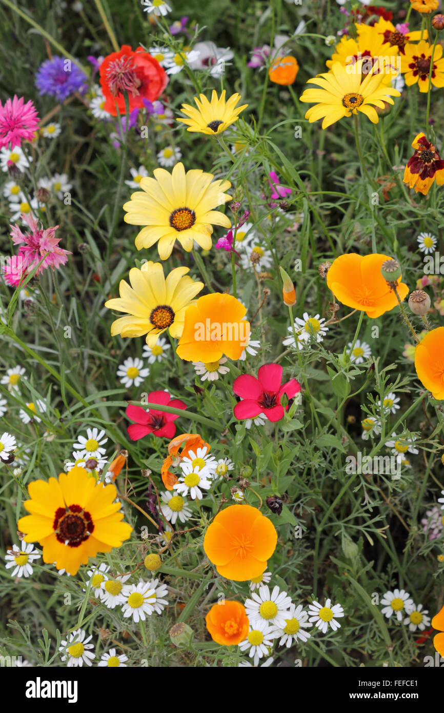 Gemischten Beet Sommerblumen. Surrey UK Stockfoto