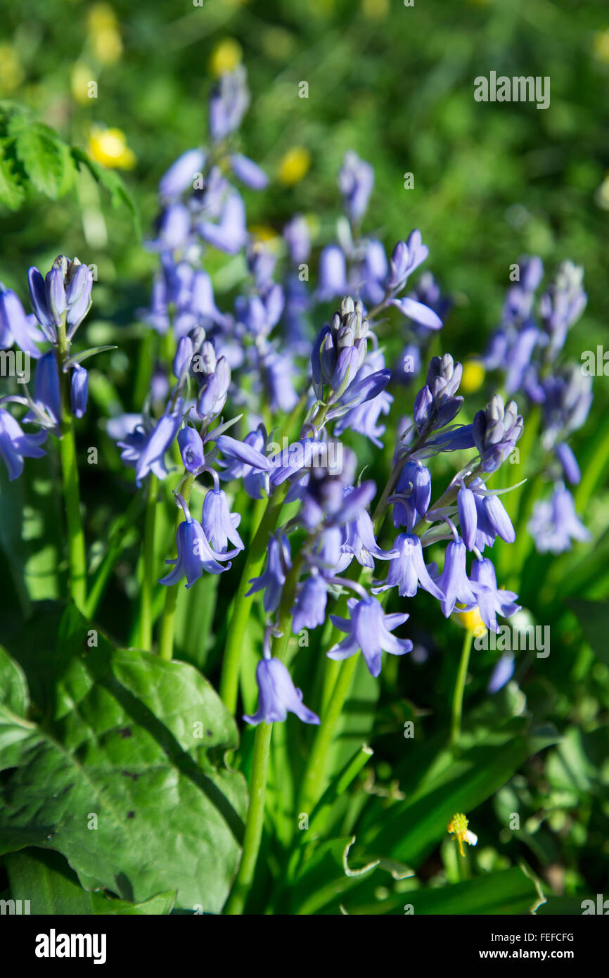 Bluebell Blütentrauben im Garten Rasen. Nahaufnahme Makro Spanisch Bluebell-Arten Stockfoto