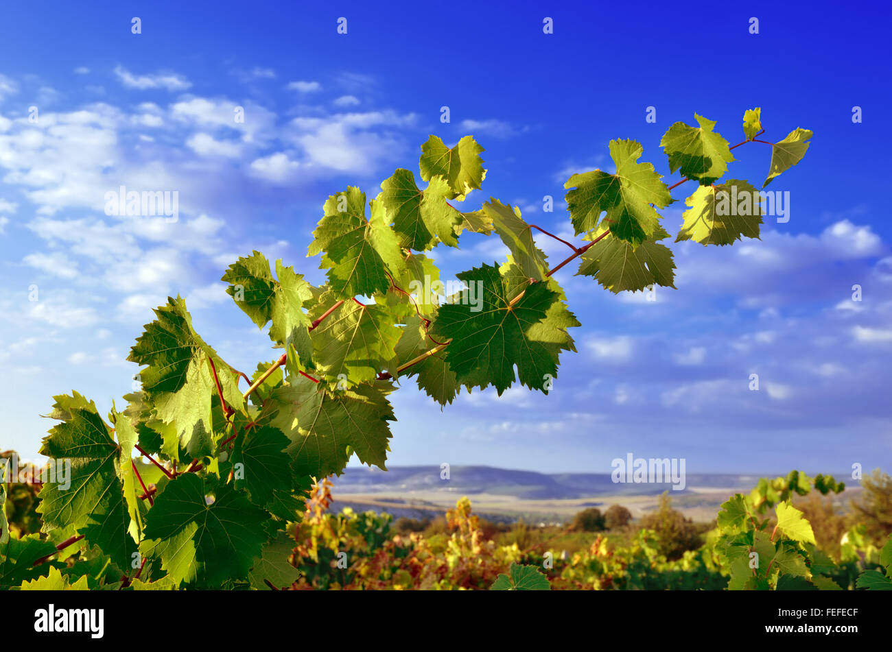 Traube Zweig gegen den tiefblauen Himmel und die Berge Stockfoto