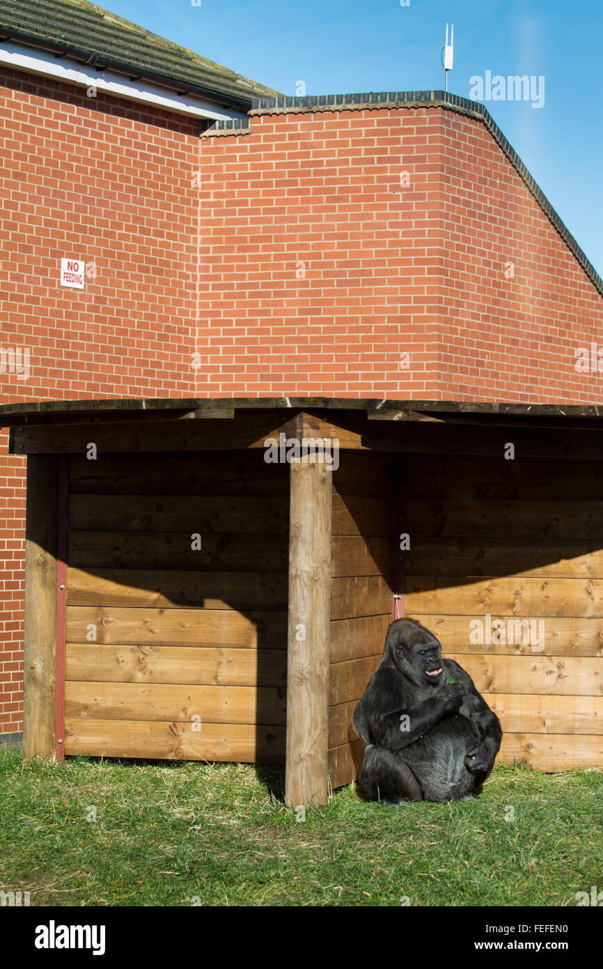 Weiblichen Gorilla in Gefangenschaft, Tywcross Zoo, Leicestershire, UK. Stockfoto
