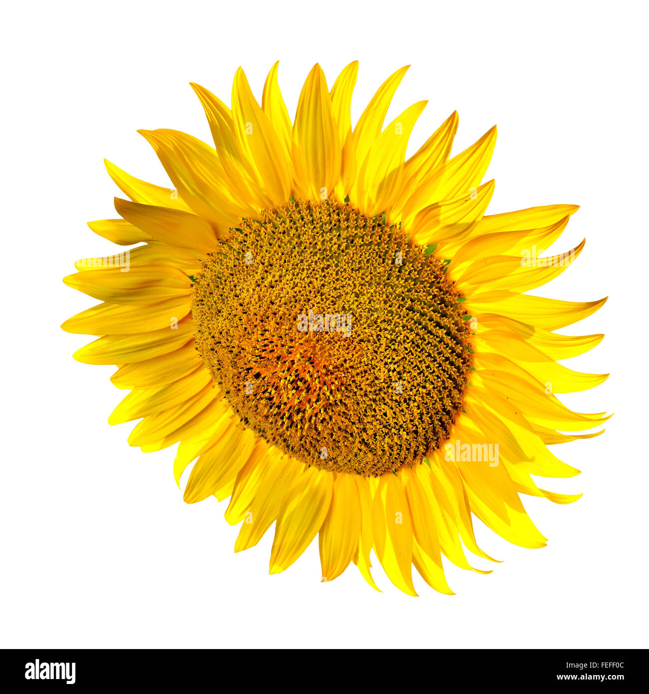 Sonnenblume isoliert auf weißem Hintergrund Stockfoto