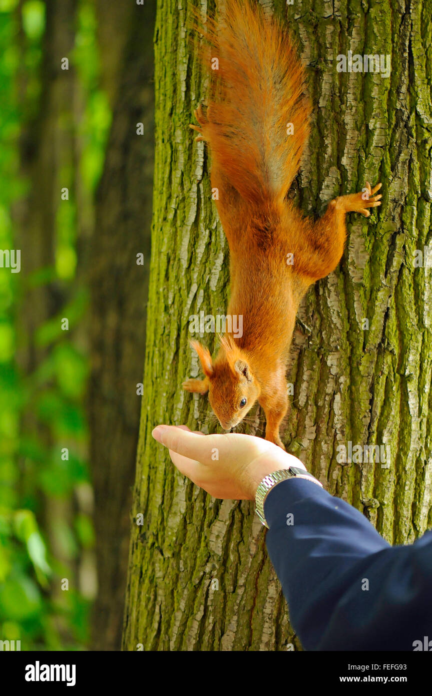 Eichhörnchen auf einem Baum auf den Kopf stellen Essen aus einer Hand im Königlichen Bäder Park in Warschau, Polen. Stockfoto