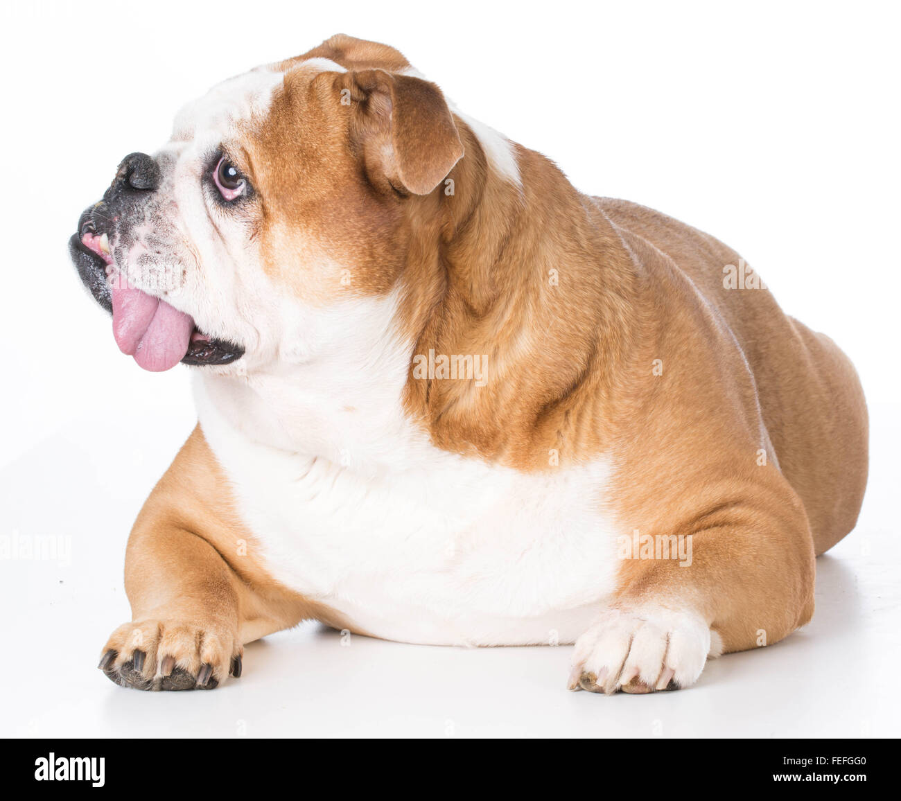 Senior English Bulldog Festlegung auf weißem Hintergrund Stockfoto