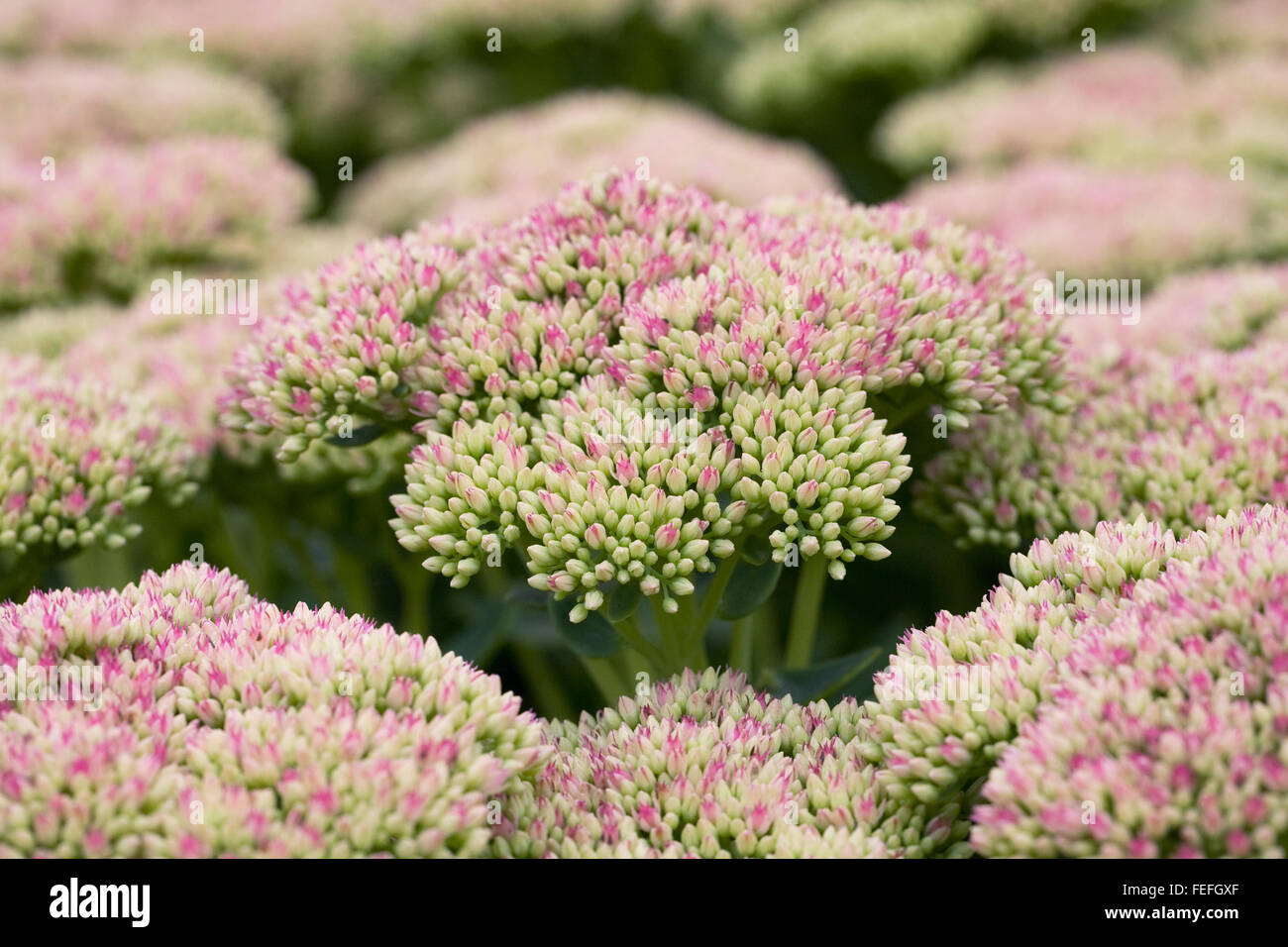 Hylotelephium 'Herbstfreude'. Sedum 'Herbstfreude' Blumen. Stockfoto