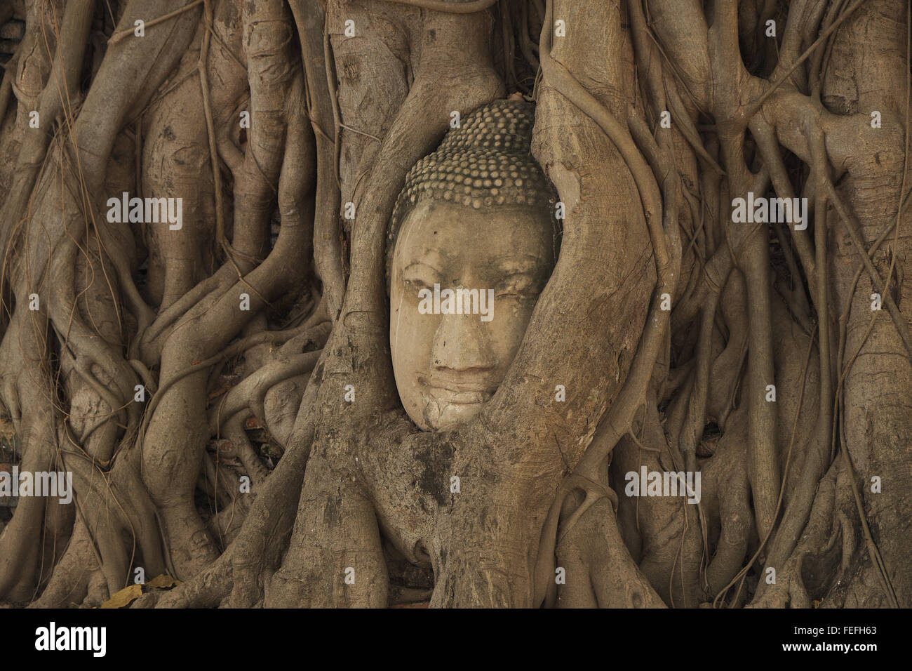 Buddha Kopf in den Wurzeln eines Baumes eingeklemmt, Wat Phra Mahathat, Ayutthaya, Thailand, Asien. Stockfoto