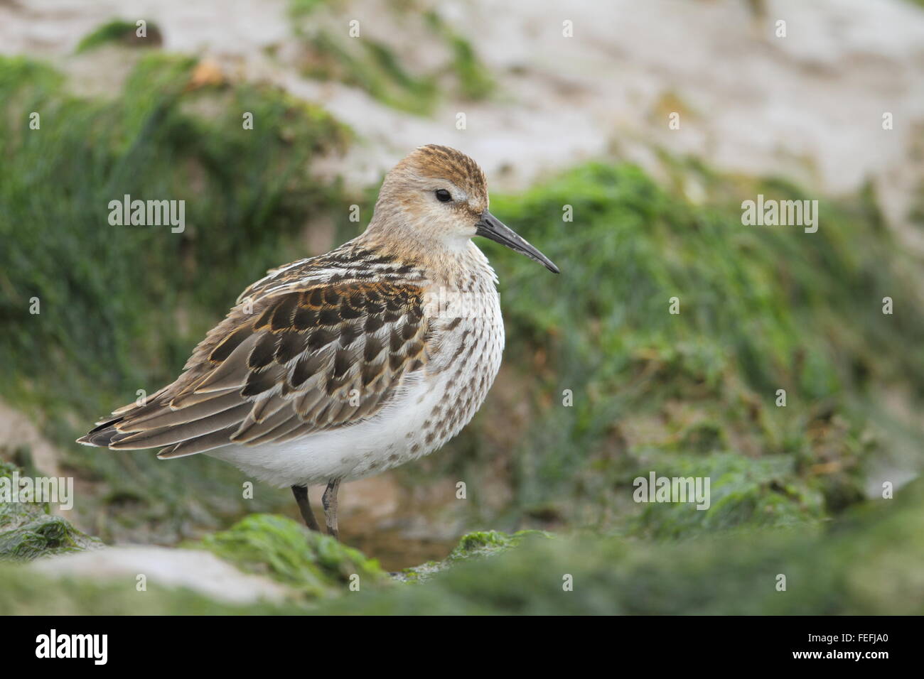 Alpenstrandläufer (Calidris Alpina), Severn Mündung, Gloucestershire UK Stockfoto