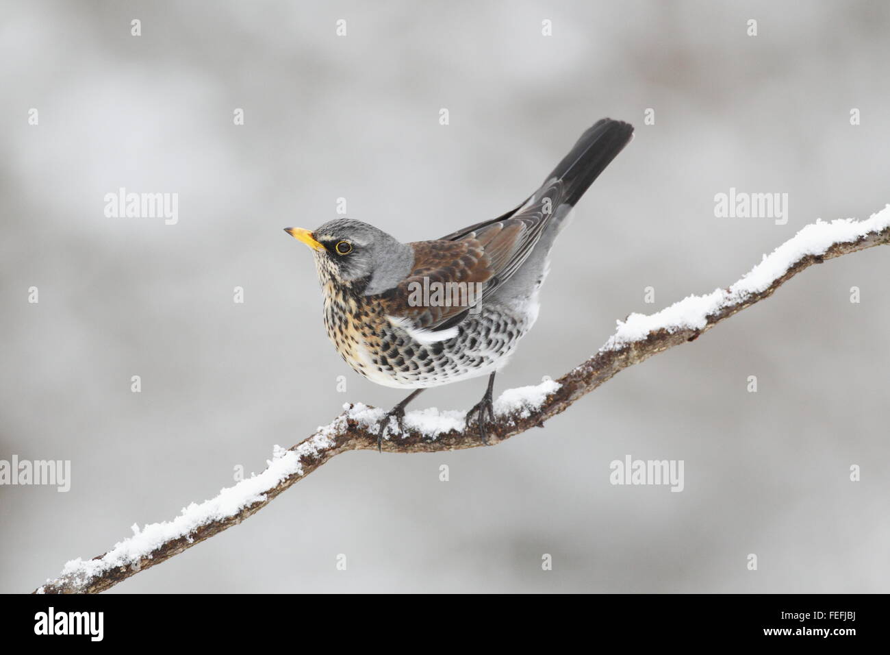 Wacholderdrossel (Turdus Pilaris), Wald des Dekans, Gloucestershire UK Stockfoto