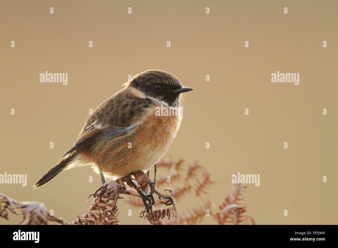 Männlichen europäischen Schwarzkehlchen (Saxicola Rubicola), Lands End, Cornwall UK Stockfoto