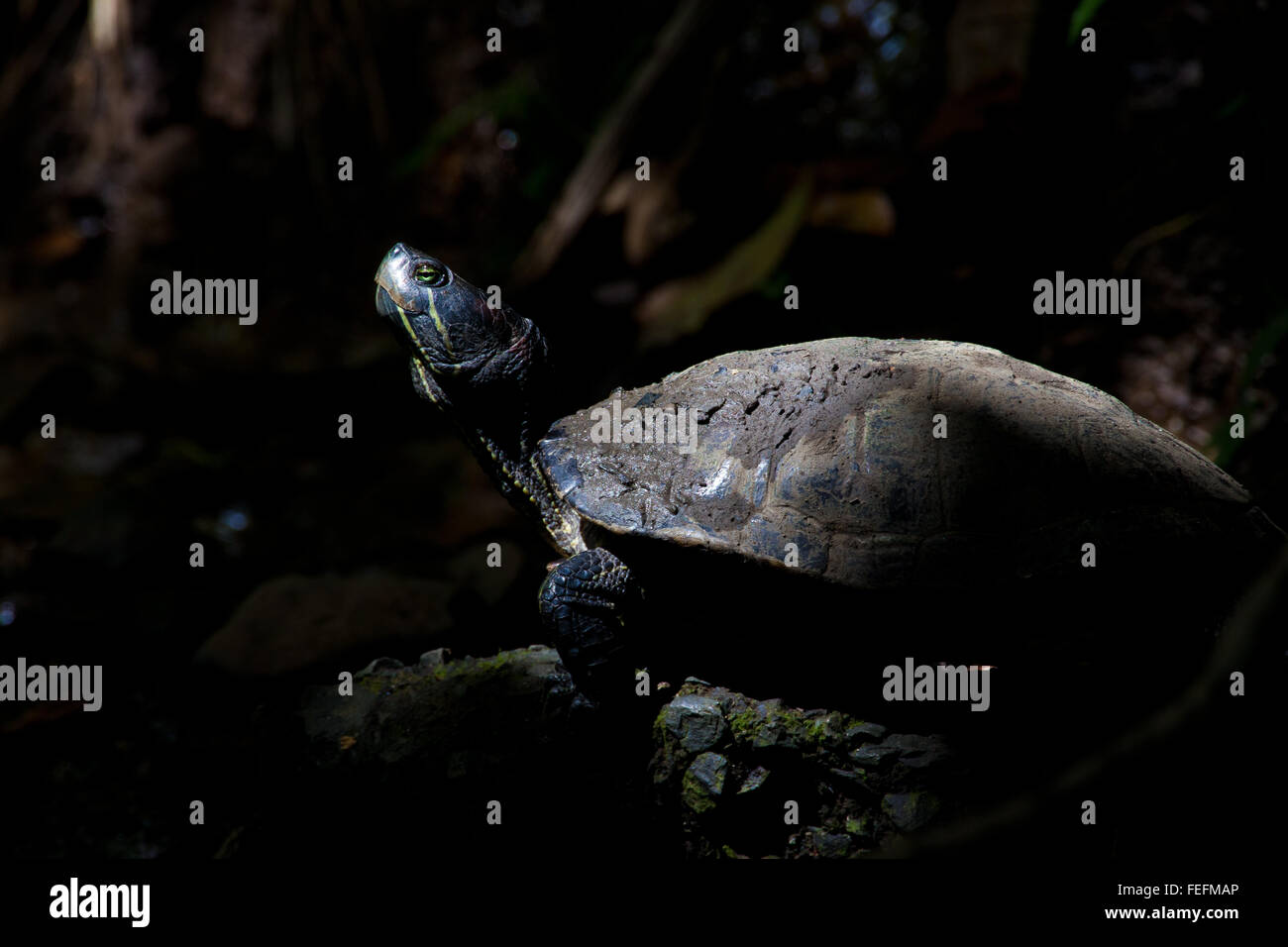 Die Tierwelt Panamas mit einer Rotohr-Gleitschildkröte sonnt sich im Regenwald des Metropolitan Park, Republik Panama, Mittelamerika Stockfoto