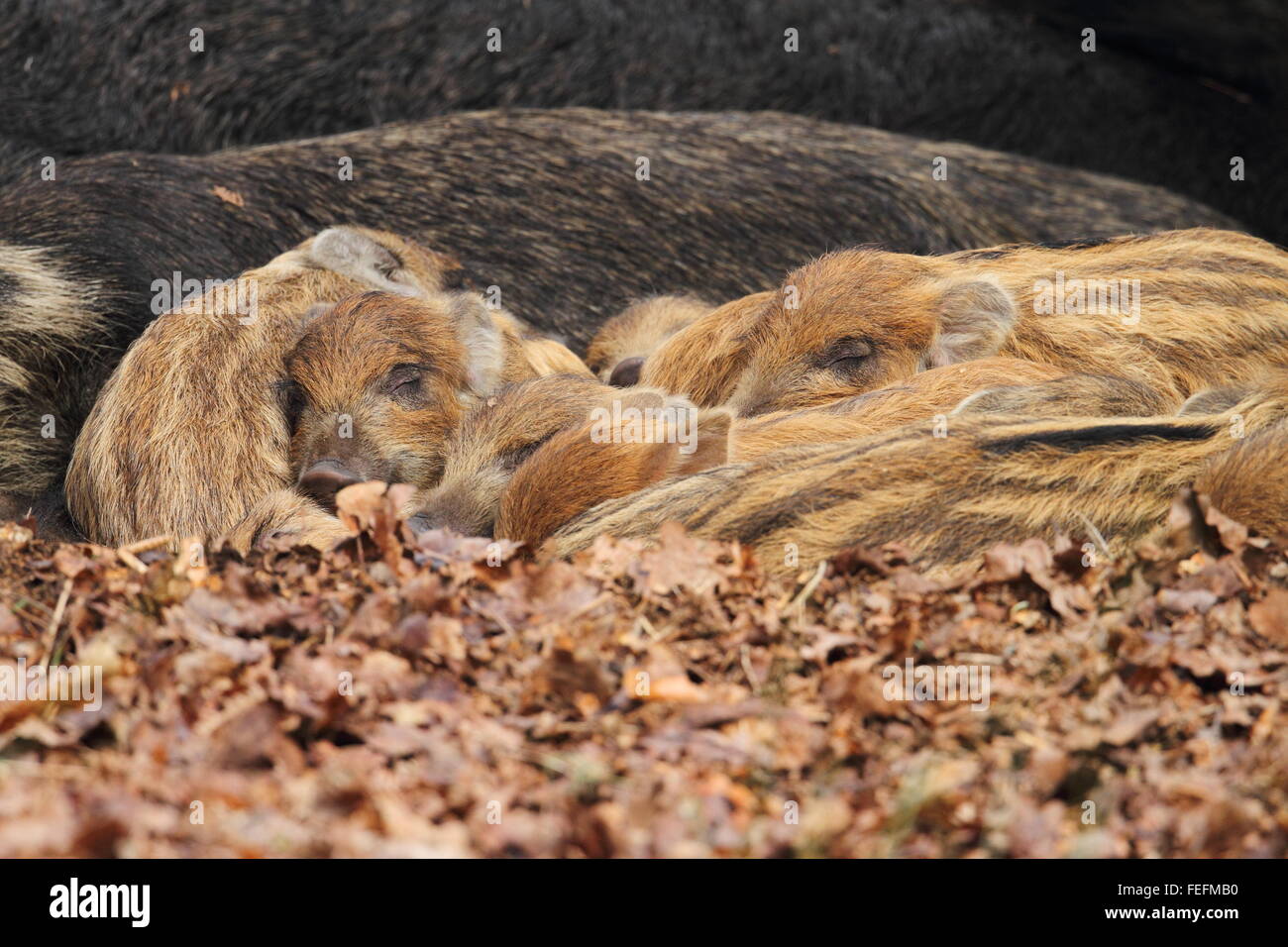 Ferkel Wildschwein (Sus Scrofa), sleeping Forest of Dean UK Stockfoto